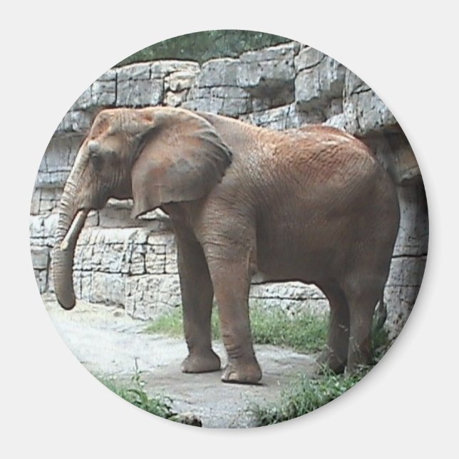 Aimant éléphant (Devant)