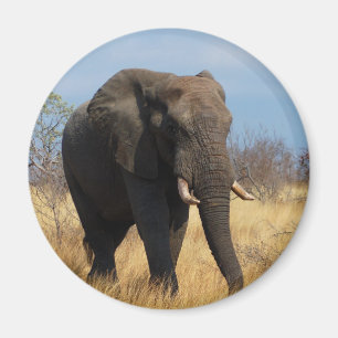 Aimant Eléphant africain