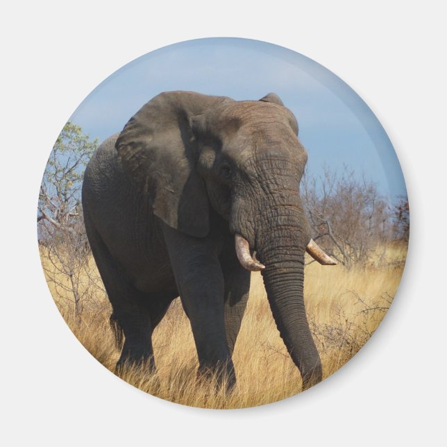 Aimant Eléphant africain (Devant)
