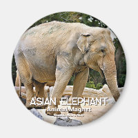Eléphant asiatique