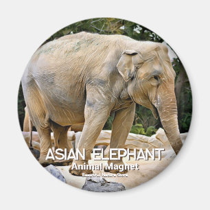 Aimant Eléphant asiatique