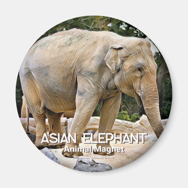 Aimant Eléphant asiatique (Devant)