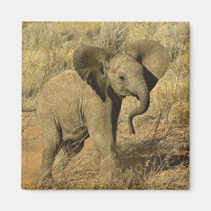 Aimant Éléphant d'Afrique bébé, Loxodonta Africana,
