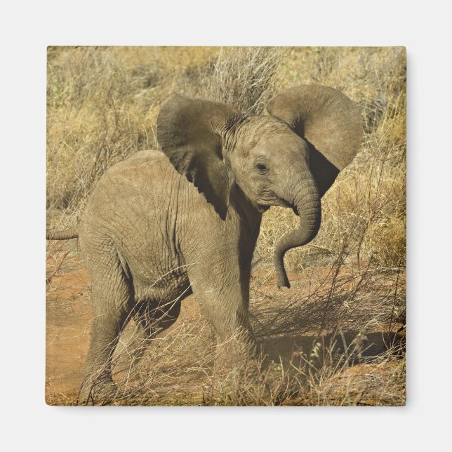 Aimant Éléphant d'Afrique bébé, Loxodonta Africana, (Devant)