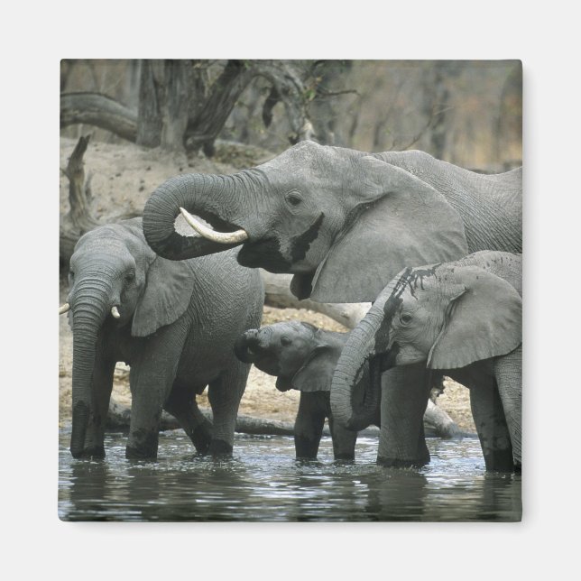 Aimant Éléphant d'Afrique, (Loxodonta africana), buvant (Devant)