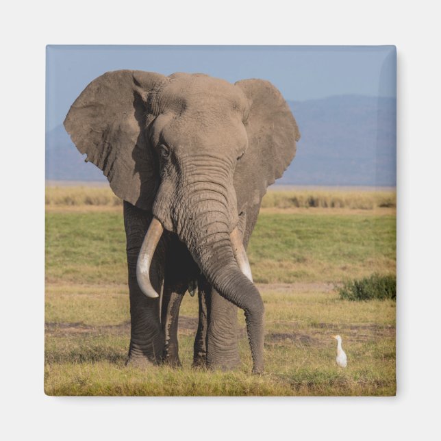 Aimant Éléphant en recherche (Devant)