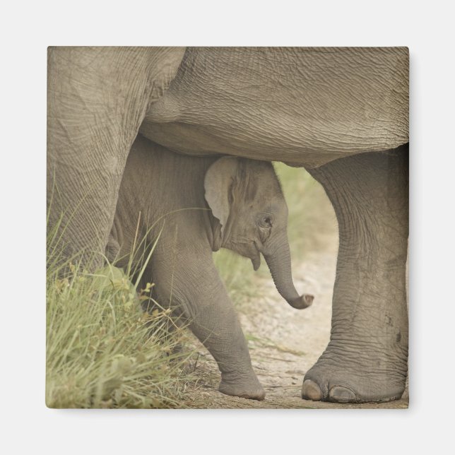 Aimant Éléphant indien / asiatique et jeune, Corbett (Devant)