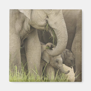 Aimant Éléphant indien / asiatique et jeune, Corbett 3