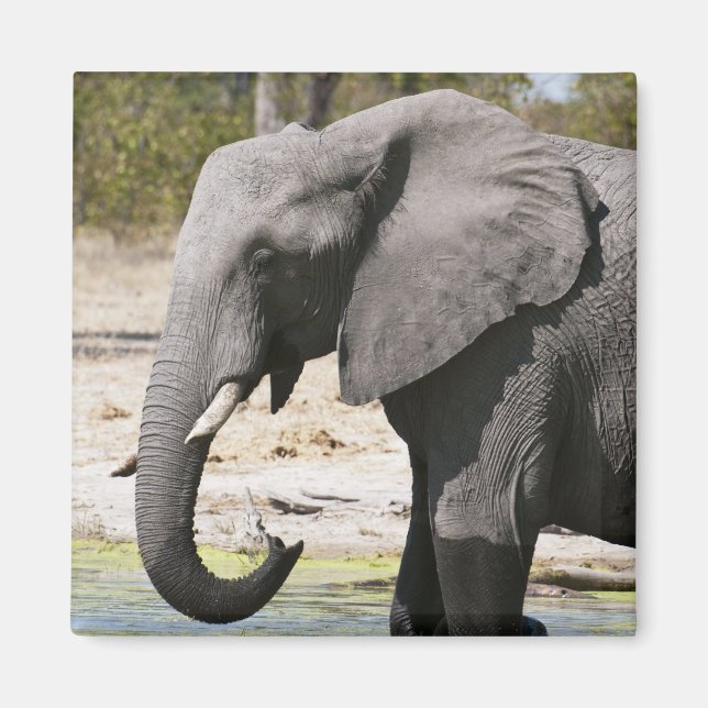 Aimant Éléphant (Loxodonta africana), chenal de Savute (Devant)