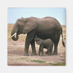 Aimant Éléphants africains - petits soins de veau