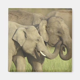 Aimant Éléphants asiatiques indiens