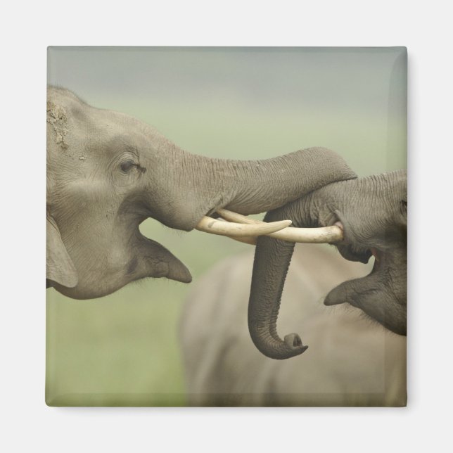 Aimant Éléphants asiatiques indiens jouent à la lutte (Devant)