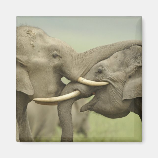 Aimant Éléphants asiatiques indiens jouent à la lutte (Devant)