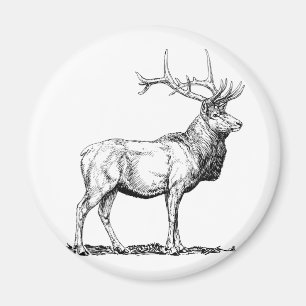 Aimant Elk