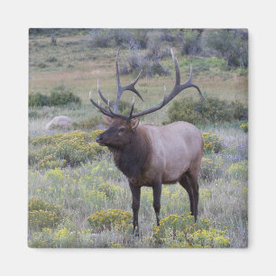 Aimant Elk américain   Parc national Rocky, Colorado
