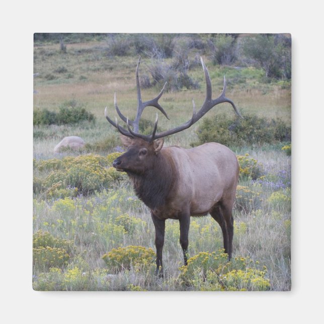 Aimant Elk américain | Parc national Rocky, Colorado (Devant)
