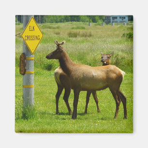 Aimant Elk Crossing California Wildlife Photography