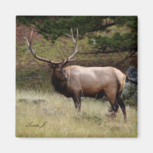 Aimant Elk dans le désert