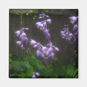 AIMANT ELLES D'HOSTE PURPLE