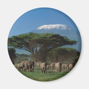 Aimant Elphants du Mont Kilimandjaro