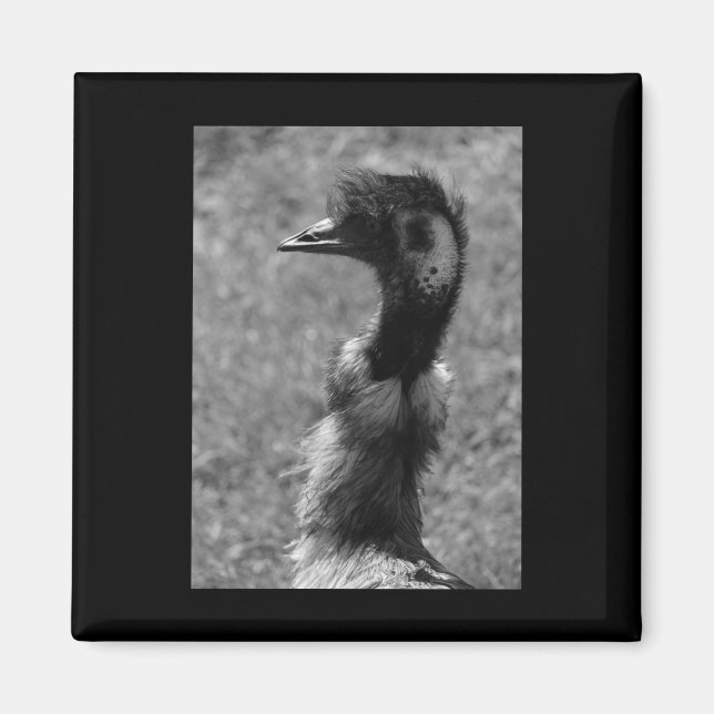 Aimant Emu Nature Amateurs Sticker Vertical Noir Et Blanc (Devant)