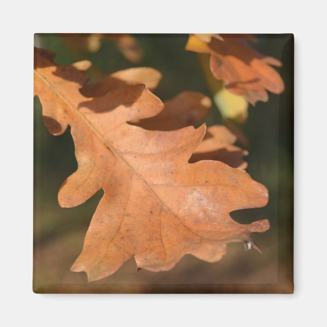 Aimant en feuilles de chêne Brown (Devant)