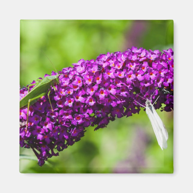 Aimant énergie katydone (Devant)