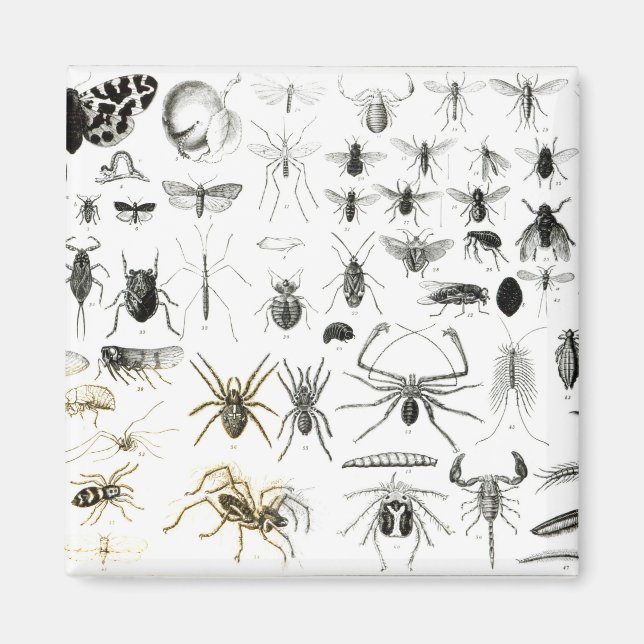 Aimant Entomologie, Myriapoda et Arachnida (Devant)