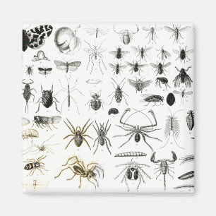 Aimant Entomologie, myriapodes et arachnides