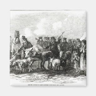 Aimant Entraînement des bétail pour le loyer