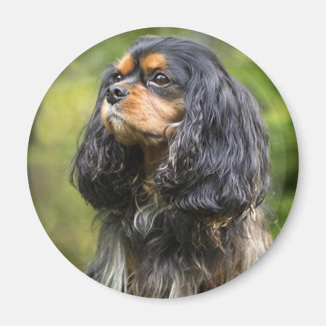 Aimant Épagneul Cavalier King Charles Royal (Devant)
