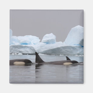 Aimant épaulards (orques), Orcinus orca, groupe