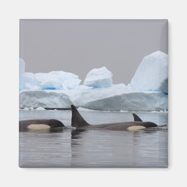 Aimant épaulards (orques), Orcinus orca, groupe (Devant)