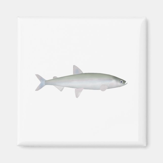 Aimant Éperlan arc-en-ciel (Devant)