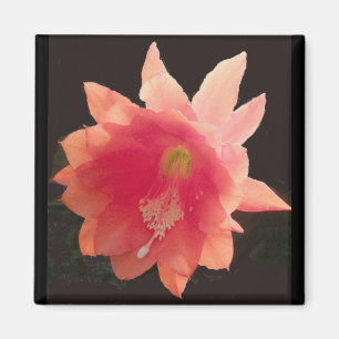 Aimant Epiphyte Orange