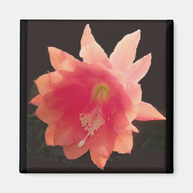 Aimant Epiphyte Orange (Devant)