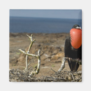 Aimant Équateur, Galapagos, île Genovesa. Prince