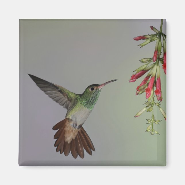 Aimant Équateur, Tandayapa Bird Lodge. Rufalé (Devant)