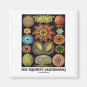 Aimant Equipes De Mer (Ascidiens - Artformes De La Nature