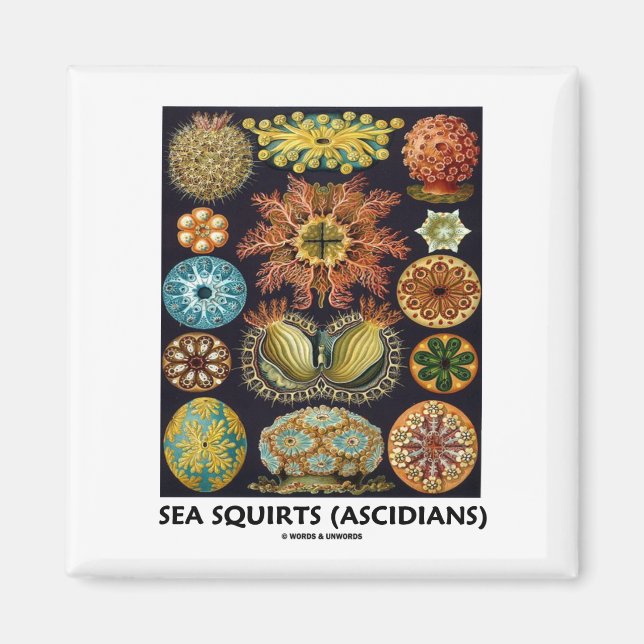 Aimant Equipes De Mer (Ascidiens - Artformes De La Nature (Devant)