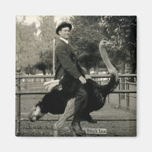 Aimant Équitation 1910 d'autruche