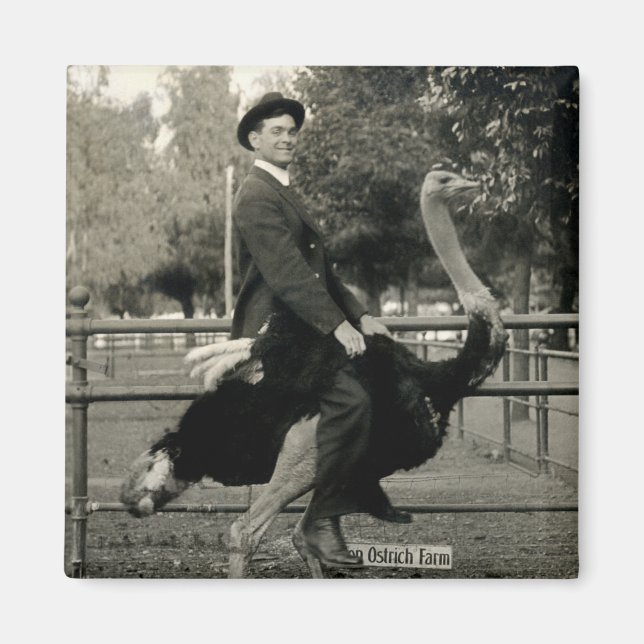 Aimant Équitation D'Autruche 1910 (Devant)
