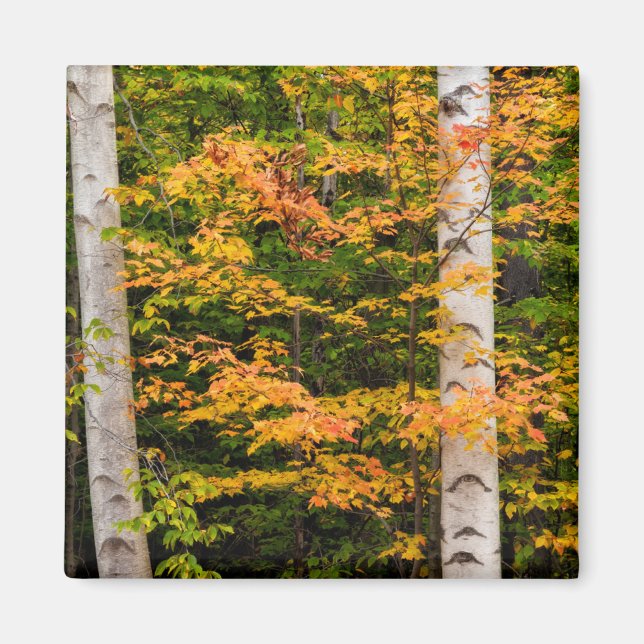 Aimant Érable et bouleau blanc | White Mountains, NH (Devant)