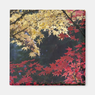 Aimant Érables en couleur d'automne