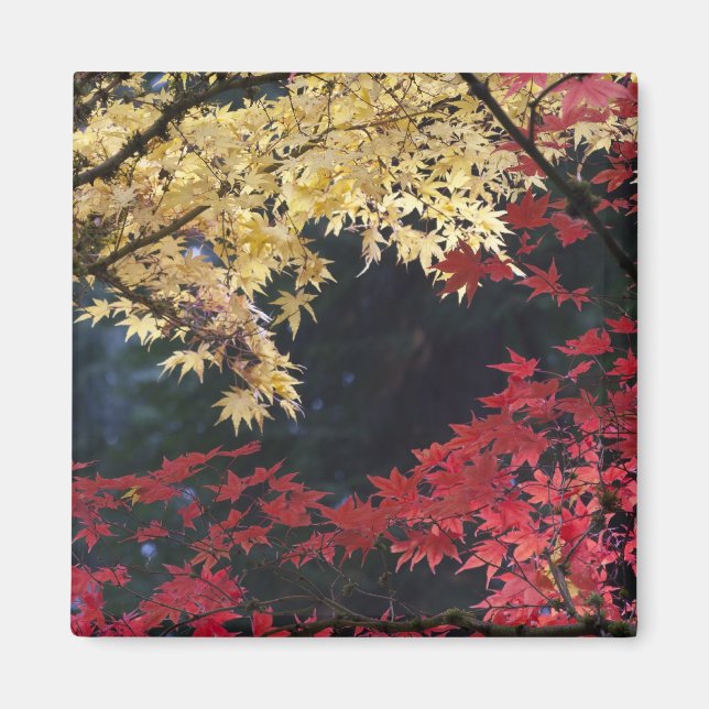 Aimant Érables en couleur d'automne (Devant)