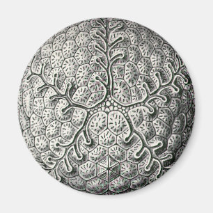 Aimant Ernst Haeckel