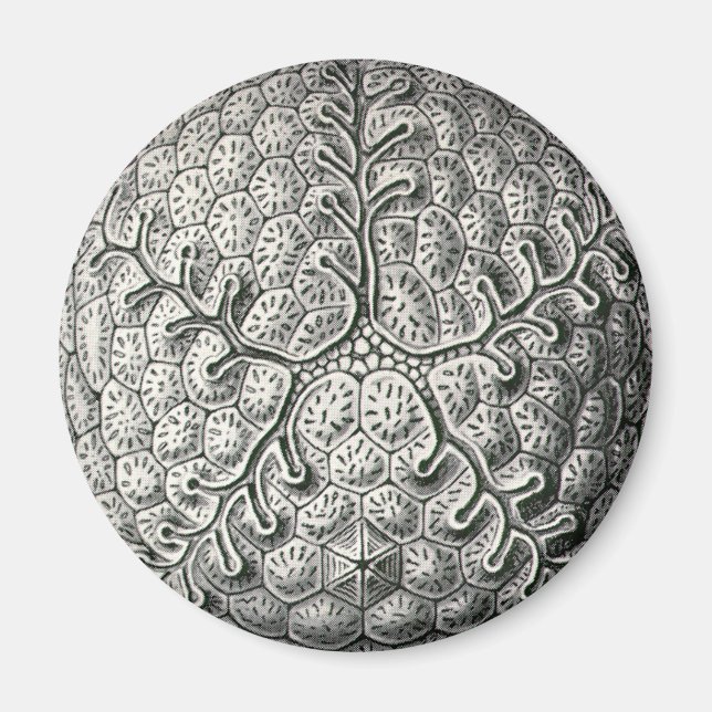 Aimant Ernst Haeckel (Devant)