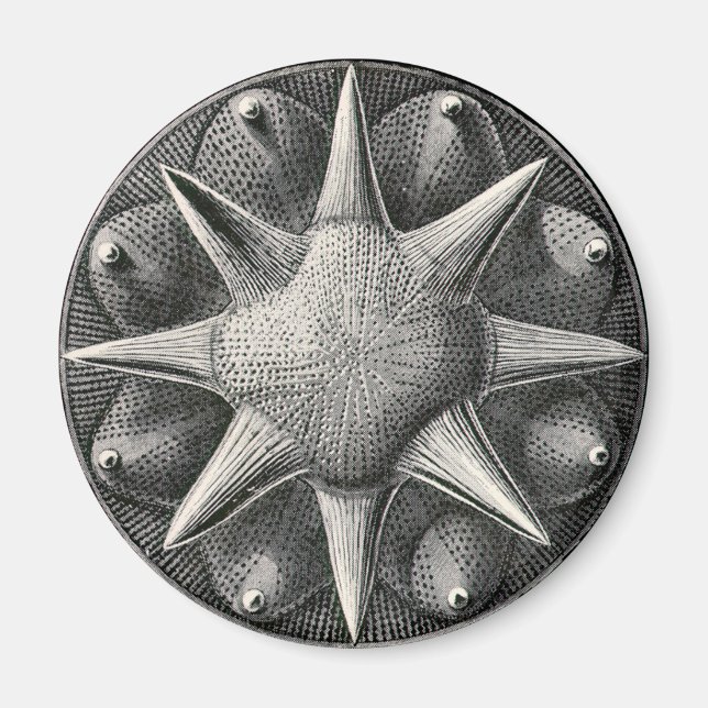 Aimant Ernst Haeckel (Devant)