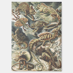 Aimant Ernst Haeckel Art Vintage Reptile Lézard Nature