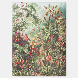 Aimant Ernst Haeckel Impression de la nature des mousses